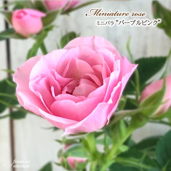 日本花キ流通 予約販売 ミニバラ パープルピンク 3号ポット 四季咲き