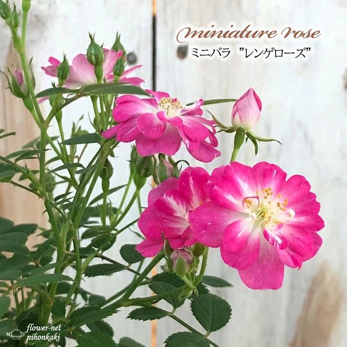 予約販売 ミニバラ レンゲローズ 八女津姫 3号ポット バラ 薔薇 バラ苗 苗 Bry 3月上旬以降発送 Z フラワーネット日本花キ流通 通販 Yahoo ショッピング