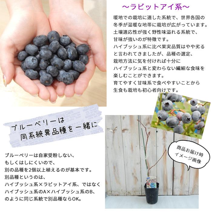 ブルーベリー ラビットアイ系 ブライトウェル 10 5cmポット 果樹苗 苗 庭木 苗木 果実 Z フラワーネット日本花キ流通 通販 Yahoo ショッピング