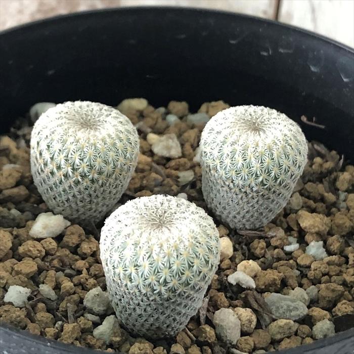 多肉植物 Caサボテン 小人の帽子 多肉植物 9cmポット エピテランサ ボーケイ Z フラワーネット日本花キ流通 通販 Yahoo ショッピング