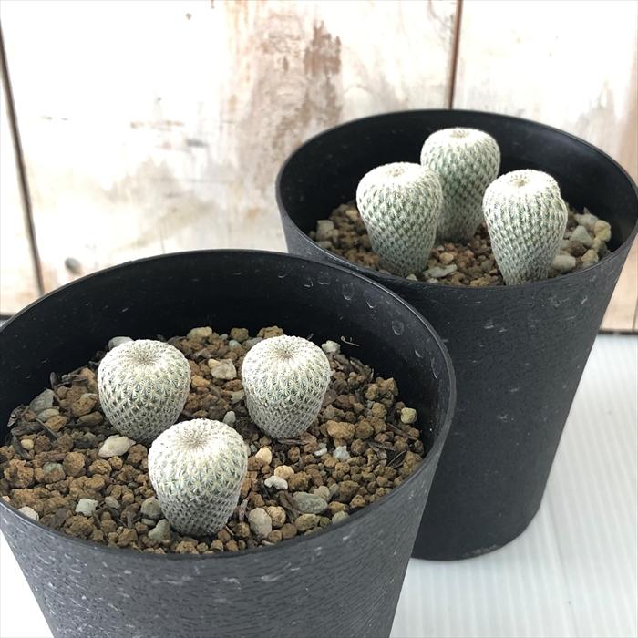 エピテランサ 月世界 小人の帽子セットＢ 鉢のまま発送 日本花キ流通 caサボテン 小人の帽子 9cmポット エピテランサ