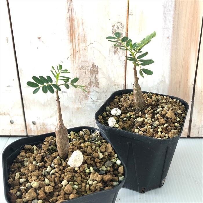 新しい 観葉植物 一点物 センナ メリディオナリス 実生苗 ３ ５号 ｎｏ １ ３６７９０８ １鉢 沖縄別途送料 その他