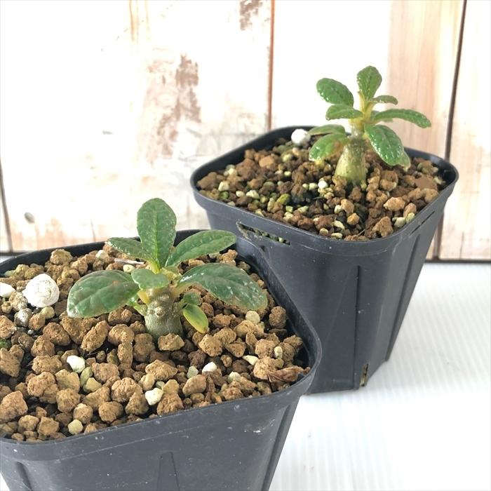 日本花キ流通 多肉植物 caドルステニア ギガス 実生苗 日本花キ流通 多肉植物 caドルステニア ギガス 実生苗