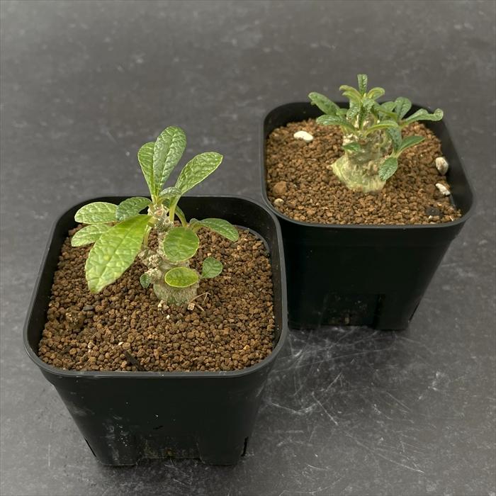 夏型売り切り特価！ 大株 実生 ドルステニア ギガス コーデックス 夏型売り切り特価！ 大株 実生 ドルステニア ギガス コーデックス