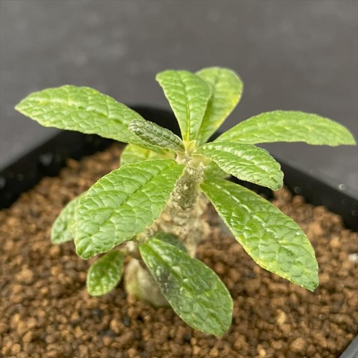 日本花キ流通 多肉植物 caドルステニア ギガス 実生苗 送料無料 多肉