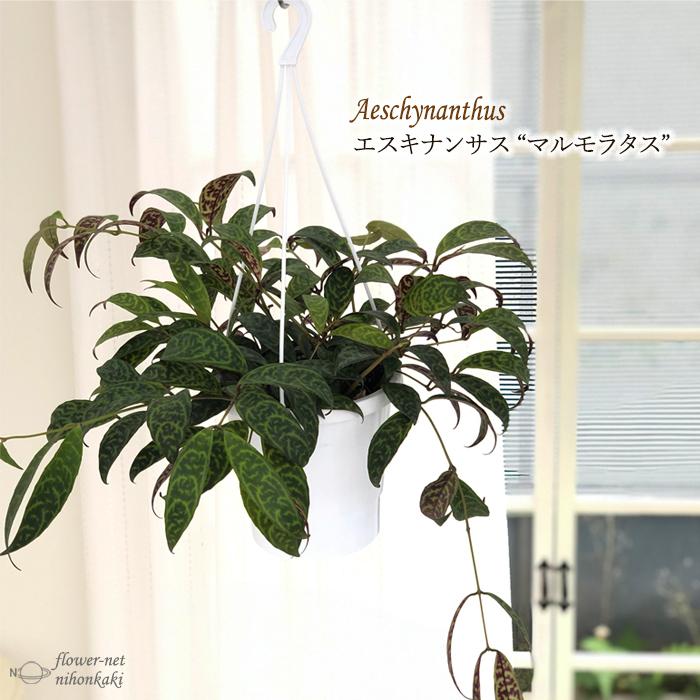 エスキナンサス マルモラタス 5号鉢 送料無料 観葉植物 インテリア おしゃれ｜flower-net