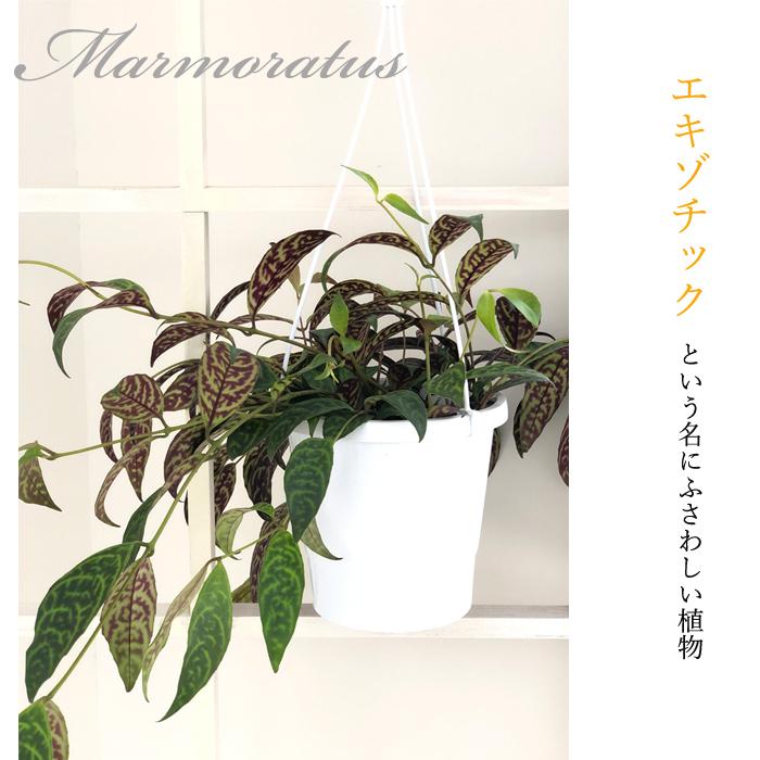エスキナンサス マルモラタス 5号鉢 送料無料 観葉植物 インテリア おしゃれ｜flower-net｜02
