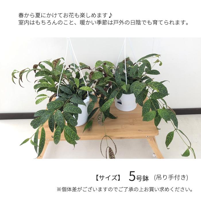 エスキナンサス マルモラタス 5号鉢 送料無料 観葉植物 インテリア おしゃれ｜flower-net｜05