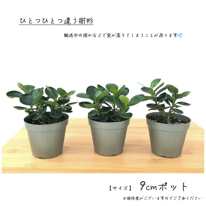 パンダガジュマル　ご希望の商品を選べます  ① 楽天市場】観葉植物【数量限定】パンダガジュマル / 3寸・約