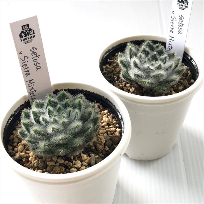 多肉植物 yukエケベリア setosa v sierra Mixteca 実生 優木園さんの苗