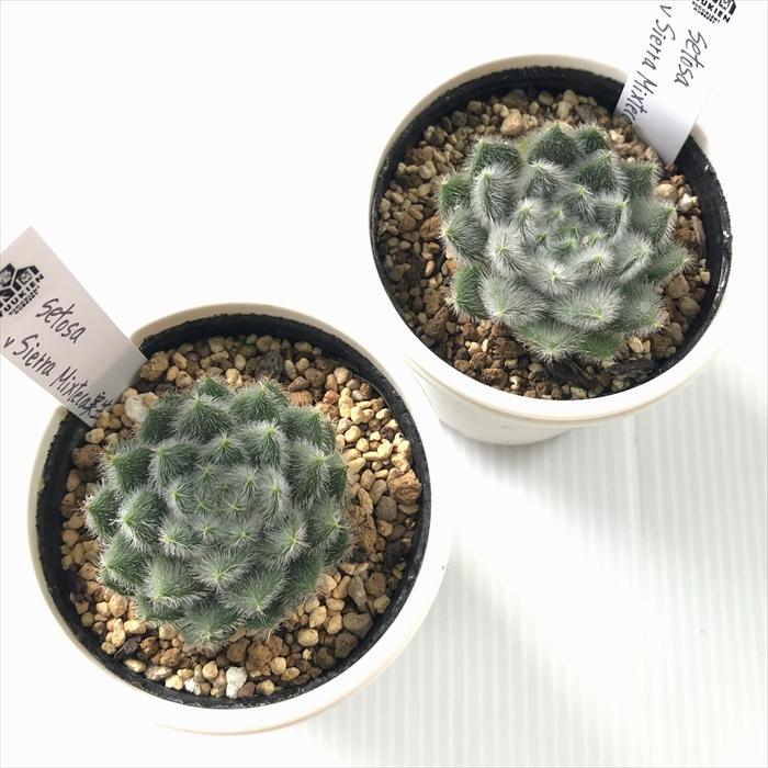 実生苗　多肉植物　エケベリア　⑭ 多肉植物 yukエケベリア setosa v sierra Mixteca 実生 優木園さんの苗