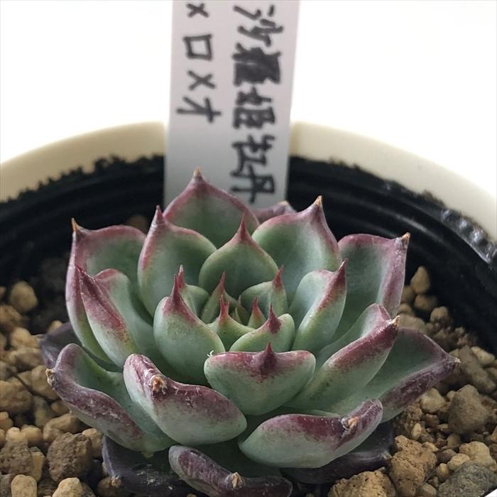 多肉植物 yukエケベリア 沙羅姫牡丹×ロメオ 優木園さんの苗 送料無料
