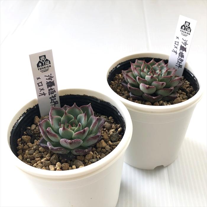 多肉植物 yukエケベリア 沙羅姫牡丹×ロメオ 優木園さんの苗 送料無料