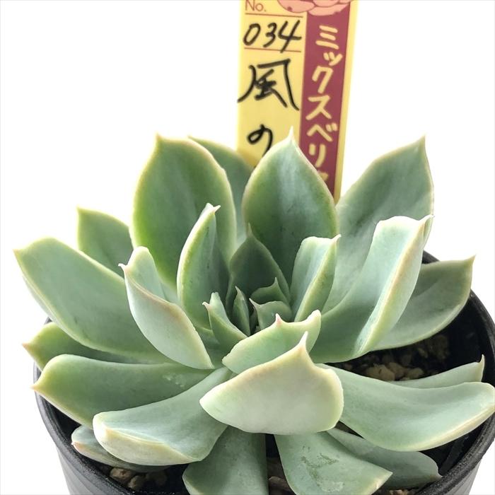 多肉植物エケベリアミックスベリアの名札9枚 恋煩い☆札のみ☆お