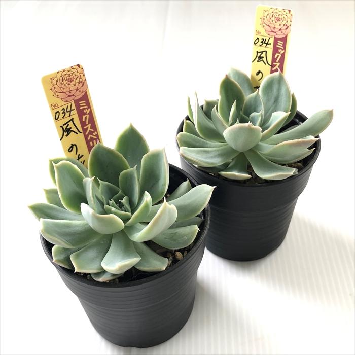 ヴィンテージレター おらいさん苗 ミックスベリア ポットごと発送 ) 多肉植物 ひと足早く 新品種発表‼️ 「ヴィンテージレター」 #多肉植物