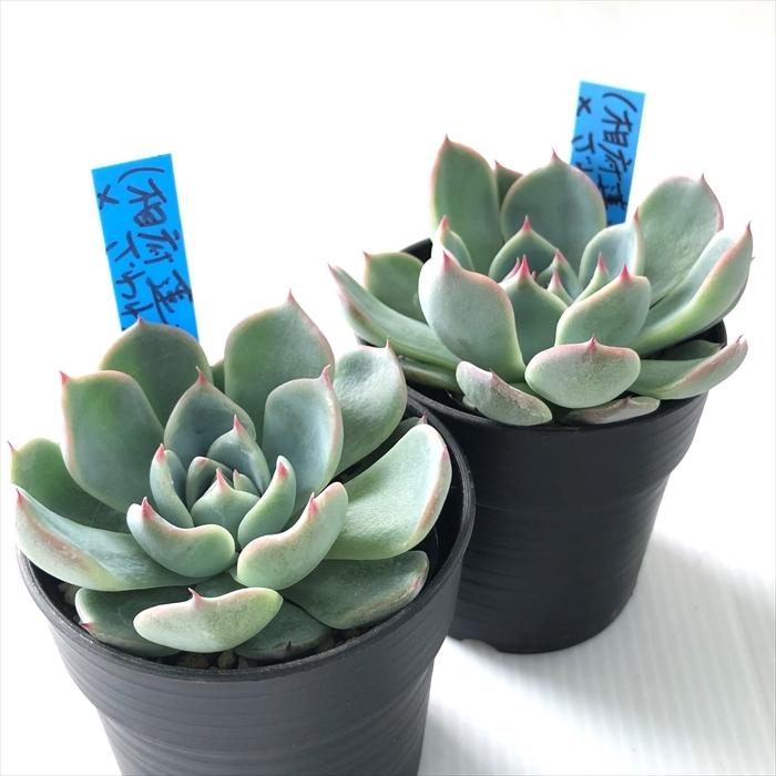 多肉植物 oriエケベリア （相府蓮×マリア）×ざわわ おらいさん苗
