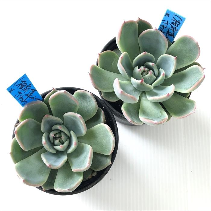 多肉植物 oriエケベリア （相府蓮×マリア）×ざわわ おらいさん苗