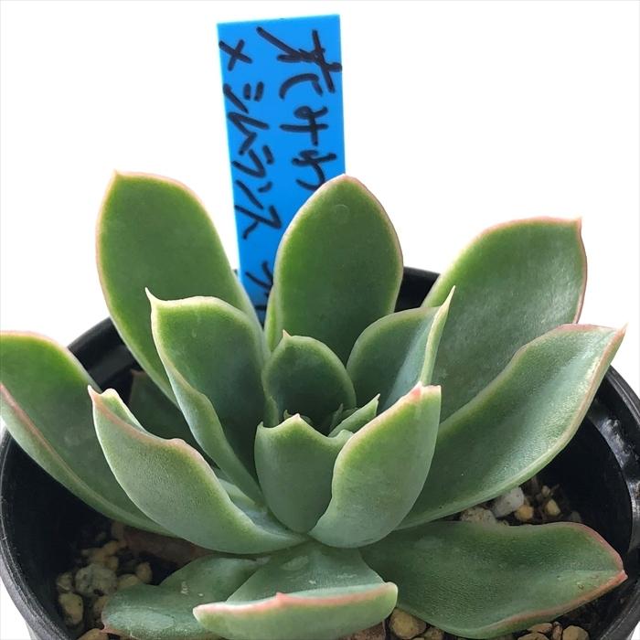 多肉植物 oriエケベリア 花みわく×シムランスライオネス おらいさん苗