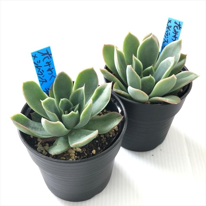 多肉植物 oriエケベリア 花みわく×シムランスライオネス おらいさん苗