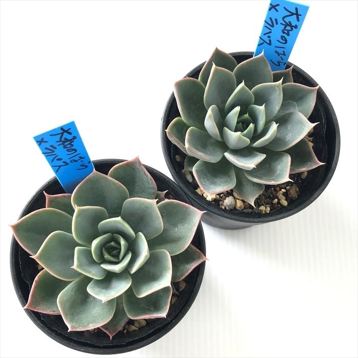 多肉植物 oriエケベリア 大和のばら×ラパス おらいさん苗エケベリア 