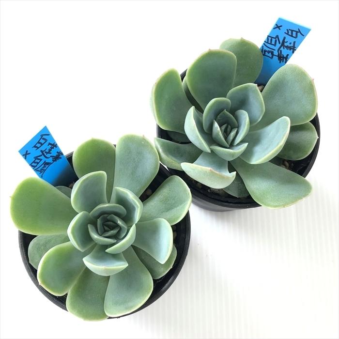 多肉植物 oriエケベリア 白蓮華×白鳳 おらいさん苗エケベリア 多肉植物 oriエケベリア 白蓮華×白鳳 おらいさん苗エケベリア