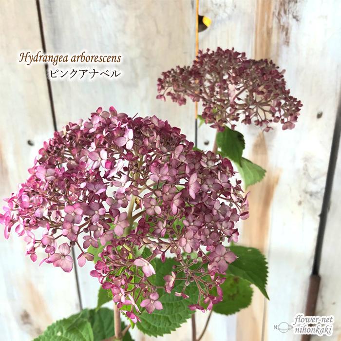 アジサイ ピンクアナベル 10 5cmポット あじさい 紫陽花 鉢花 アナベル ガーデニング ピンクのアナベル Z フラワーネット日本花キ流通 通販 Yahoo ショッピング