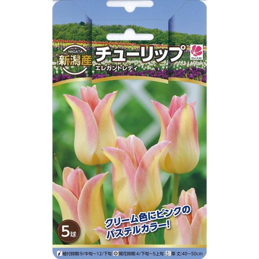 予約販売 花の大和 球根 新潟産チューリップ エレガントレディ 5球 Z フラワーネット日本花キ流通 通販 Yahoo ショッピング
