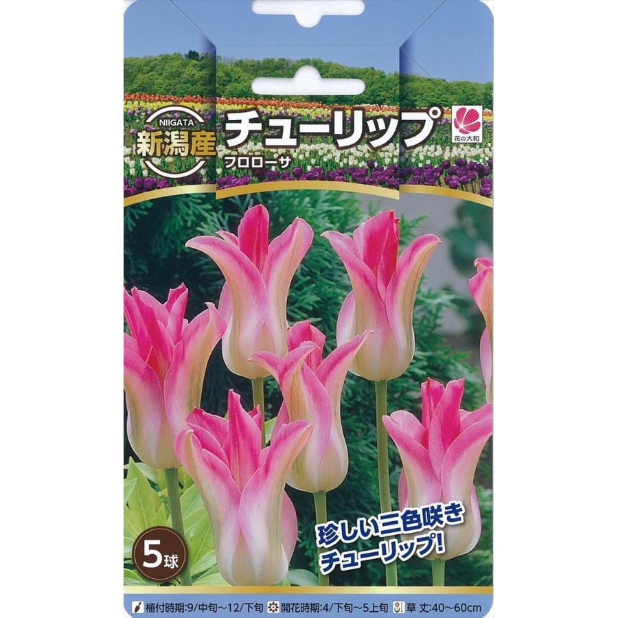 予約販売 花の大和 球根 新潟産チューリップ フロローサ 5球 10月中旬以降発送 Z フラワーネット日本花キ流通 通販 Yahoo ショッピング