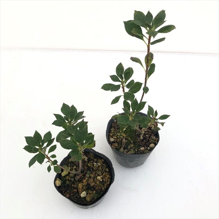 予約販売 ドウダンツツジ 紅更紗どうだん 10 5cmポット 開花予定株 どうだんつつじ 灯台躑躅 Tse 11月下旬以降発送 Z フラワーネット日本花キ流通 通販 Yahoo ショッピング