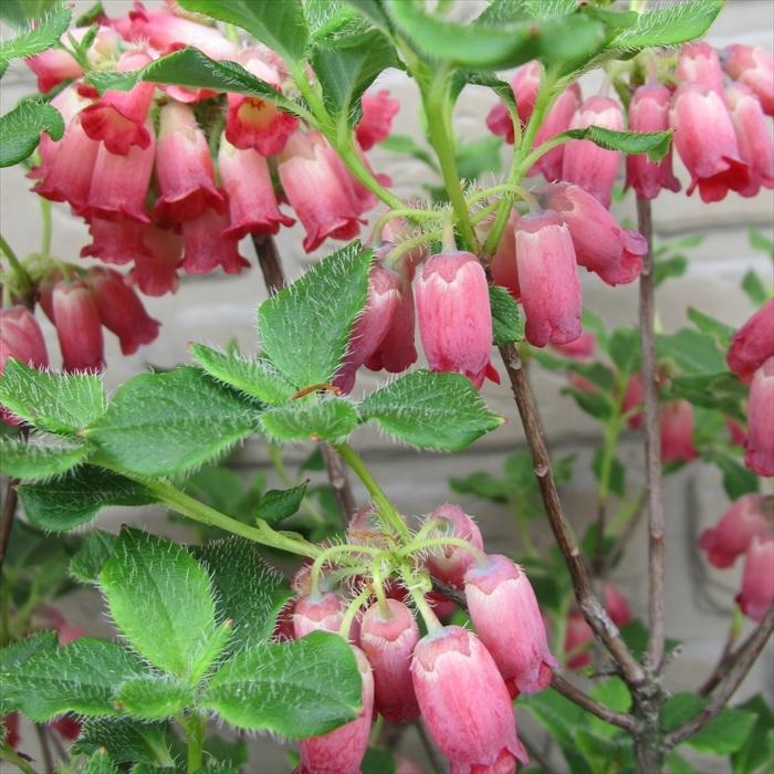 箱根ツリガネツツジ 4号鉢 開花予定株 箱根つりがねつつじ ハコネツリガネツツジ Tse Z フラワーネット日本花キ流通 通販 Yahoo ショッピング