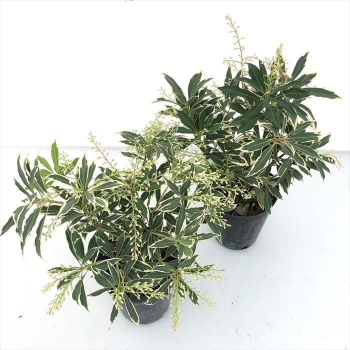 予約販売 アセビ フレーミングシルバー 10 5cmポット 馬酔木 花苗 常緑 Tse 11月下旬以降発送 Z フラワーネット日本花キ流通 通販 Yahoo ショッピング