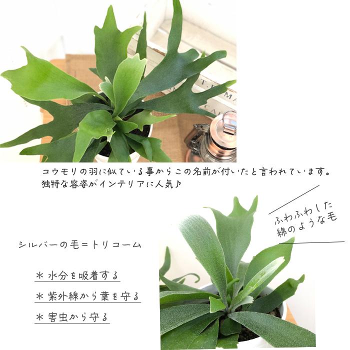 日本花キ流通 観葉植物 コウモリラン アルシコルネ 4.5号鉢 プラティ