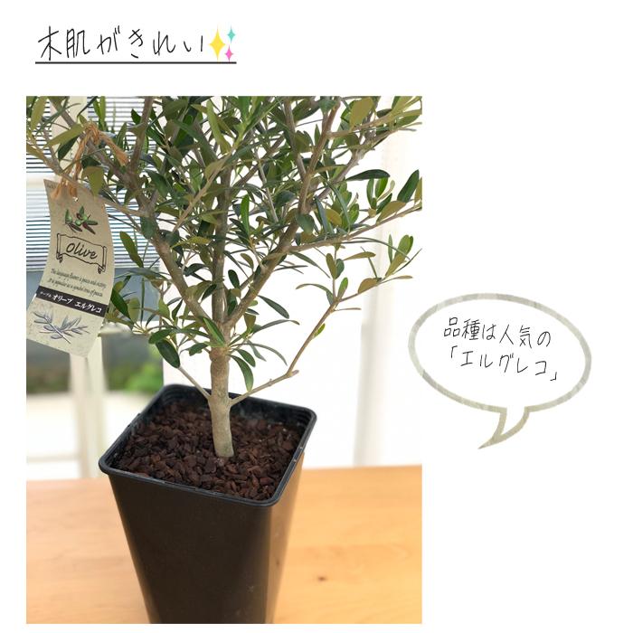 オリーブ 鉢植え 6号鉢 送料無料 ギフト プレゼント 日本産 シンボルツリー 贈り物 新築祝い