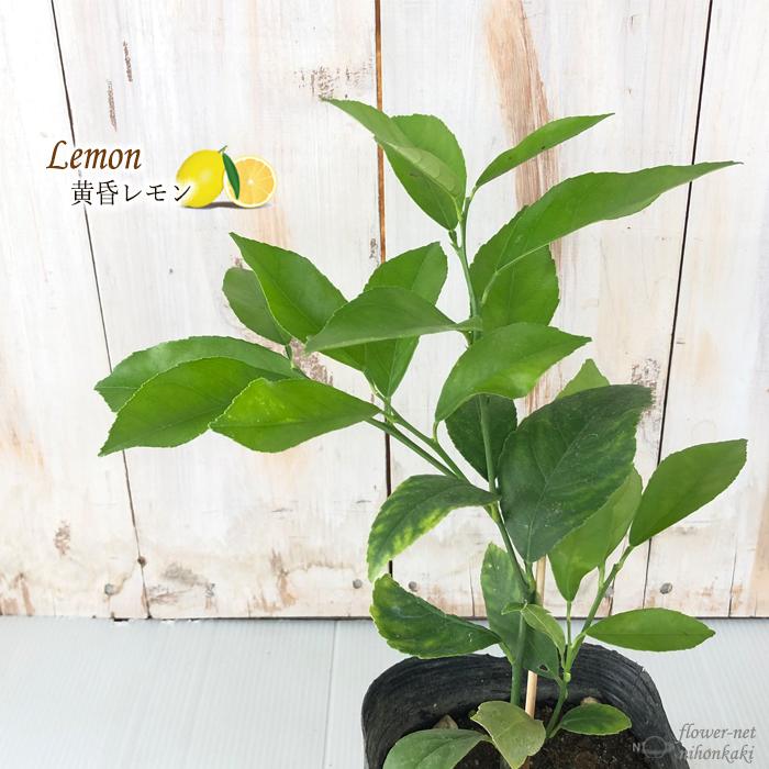 黄昏レモン 10 5cmポット レモン苗 苗木 庭木 果樹苗 至高 檸檬