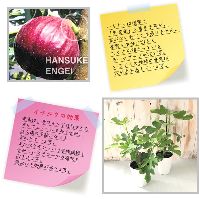 イチジク 桝井ドーフィン 4 5号鉢 果実 鉢植え 無花果 いちじく ドーフィン Z フラワーネット日本花キ流通 通販 Yahoo ショッピング
