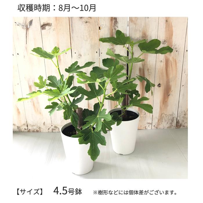 イチジク 桝井ドーフィン 4 5号鉢 果実 鉢植え 無花果 いちじく ドーフィン Z フラワーネット日本花キ流通 通販 Yahoo ショッピング