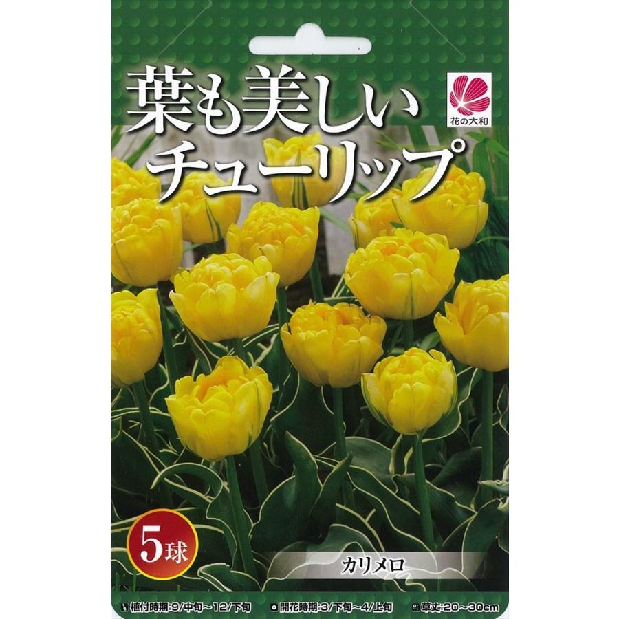 予約販売 花の大和 球根 葉も美しいチューリップ カリメロ 5球セット Z フラワーネット日本花キ流通 通販 Yahoo ショッピング