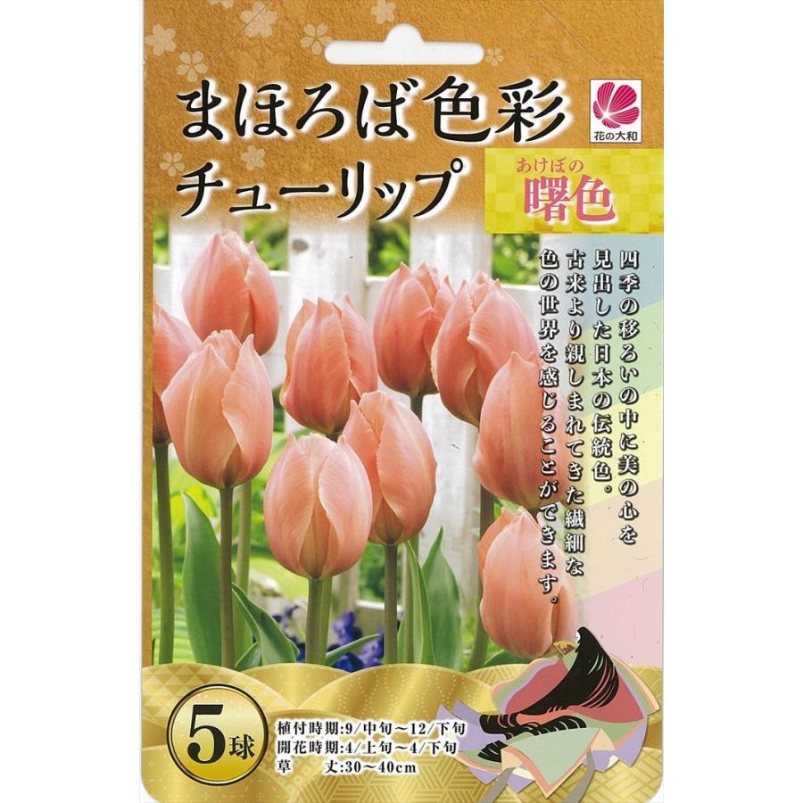 花の大和 球根 まほろば色彩チューリップ 曙色(サーモンファン 花の大和 球根 まほろば色彩チューリップ 曙色(サーモンファン