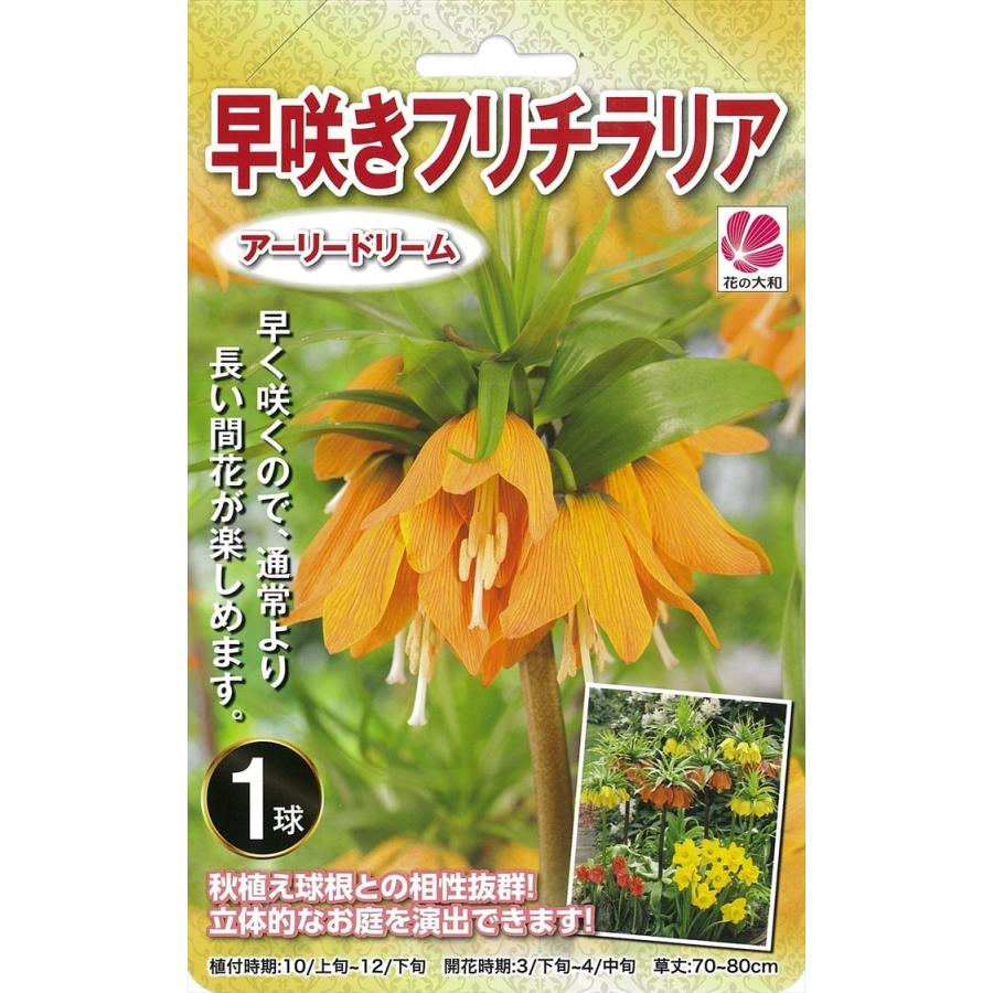 期間限定お試し価格 予約販売 花の大和 球根 早咲きフリチラリア アーリードリーム 1球 10