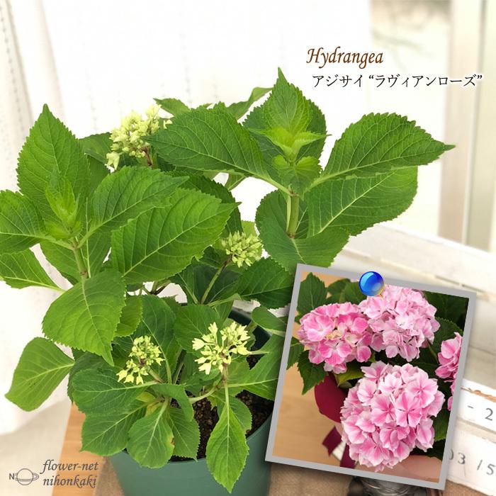 アジサイ ハイドランジア ラヴィアンローズ 6号鉢 送料無料 あじさい 紫陽花 花 鉢植え Z フラワーネット日本花キ流通 通販 Yahoo ショッピング