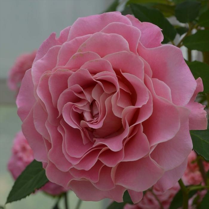 予約販売 バラ苗 バラ大苗 タンタウ アシュリー 品種登録出願中 薔薇 バラ 京成バラ園 大苗 Kso 12月上旬以降発送 Z フラワーネット日本花キ流通 通販 Yahoo ショッピング