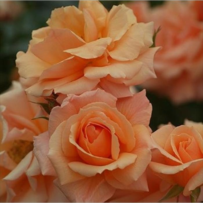予約販売 バラ苗 バラ大苗 メイアン アプリコット キャンディ 登録品種 薔薇 バラ 京成バラ園 大苗 Kso 12月上旬以降発送 Z フラワーネット日本花キ流通 通販 Yahoo ショッピング