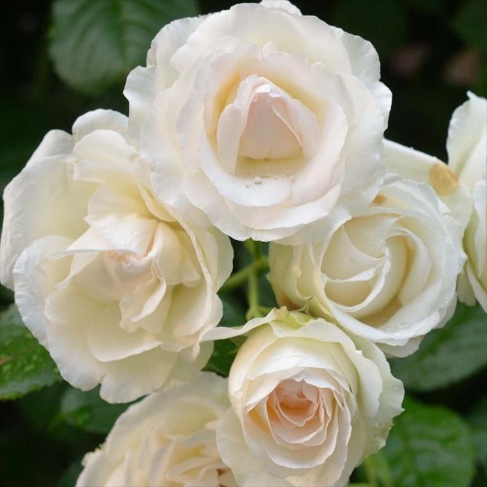 予約販売 バラ苗 バラ大苗 タンタウ アルテミス 登録品種 薔薇 バラ 京成バラ園 大苗 Kso 12月上旬以降発送 Z フラワーネット日本花キ流通 通販 Yahoo ショッピング