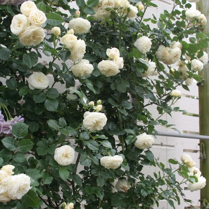 予約販売 バラ苗 バラ大苗 タンタウ アルテミス 登録品種 薔薇 バラ 京成バラ園 大苗 Kso 12月上旬以降発送 Z フラワーネット日本花キ流通 通販 Yahoo ショッピング