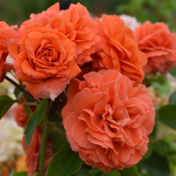 予約販売 バラ苗 バラ大苗 コルデス コルデスオランジュリー 登録品種 薔薇 バラ 京成バラ園 大苗 Kso 12月上旬以降発送 Z フラワーネット日本花キ流通 通販 Yahoo ショッピング