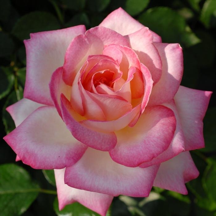 90 以上節約 予約販売 バラ苗 バラ大苗 メイアン ベルサイユのばら 薔薇 バラ 京成バラ園 大苗 Kso 12月上旬以降発送 Swsj Org