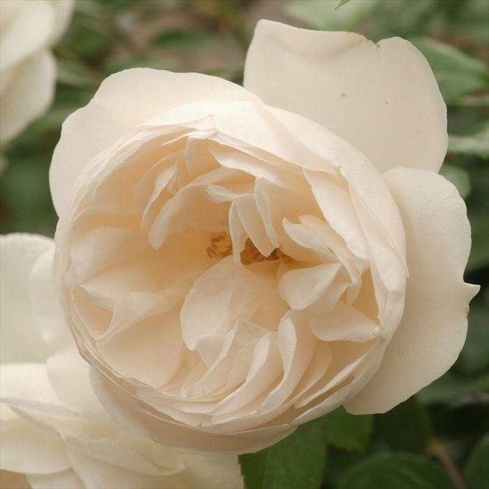 予約販売 バラ苗 バラ大苗 コルデス サマー メモリーズ 登録品種 薔薇 バラ 京成バラ園 大苗 Kso 12月上旬以降発送 Z フラワーネット日本花キ流通 通販 Yahoo ショッピング