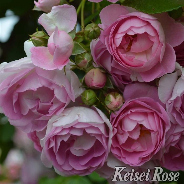 予約販売 バラ苗 バラ大苗 コルデス ジャスミーナ 登録品種 薔薇 バラ 京成バラ園 大苗 Kso 12月上旬以降発送 Z フラワーネット日本花キ流通 通販 Yahoo ショッピング