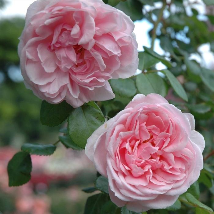 予約販売 バラ苗 バラ大苗 コルデス シンデレラ 登録品種 薔薇 バラ 京成バラ園 大苗 Kso 12月上旬以降発送 Z フラワーネット日本花キ流通 通販 Yahoo ショッピング