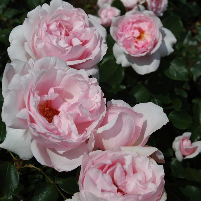 予約販売 バラ苗 バラ大苗 メイアン プチ トリアノン 登録品種 薔薇 バラ 京成バラ園 大苗 Kso 12月上旬以降発送 Z フラワーネット日本花キ流通 通販 Yahoo ショッピング